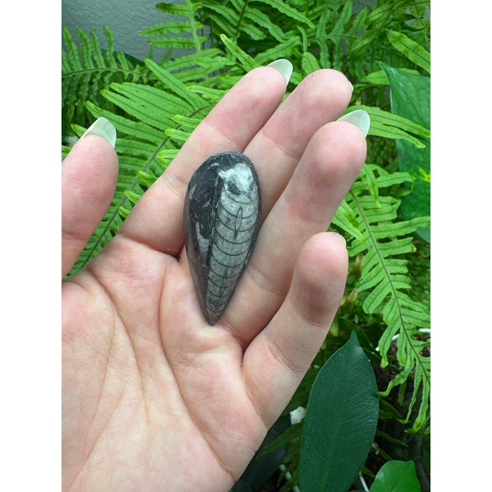 Polished Orthoceras Fossil – Teardrop Shape - Intuitively Chosen Fossil - Picture 10 of 10